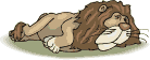 Gif animé lion dort